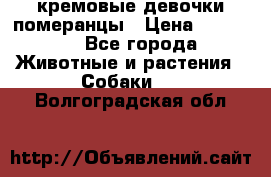 кремовые девочки померанцы › Цена ­ 30 000 - Все города Животные и растения » Собаки   . Волгоградская обл.